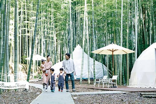 THE BAMBOO FOREST